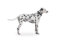 dog.PNG